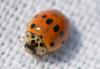 Adalia decempunctata